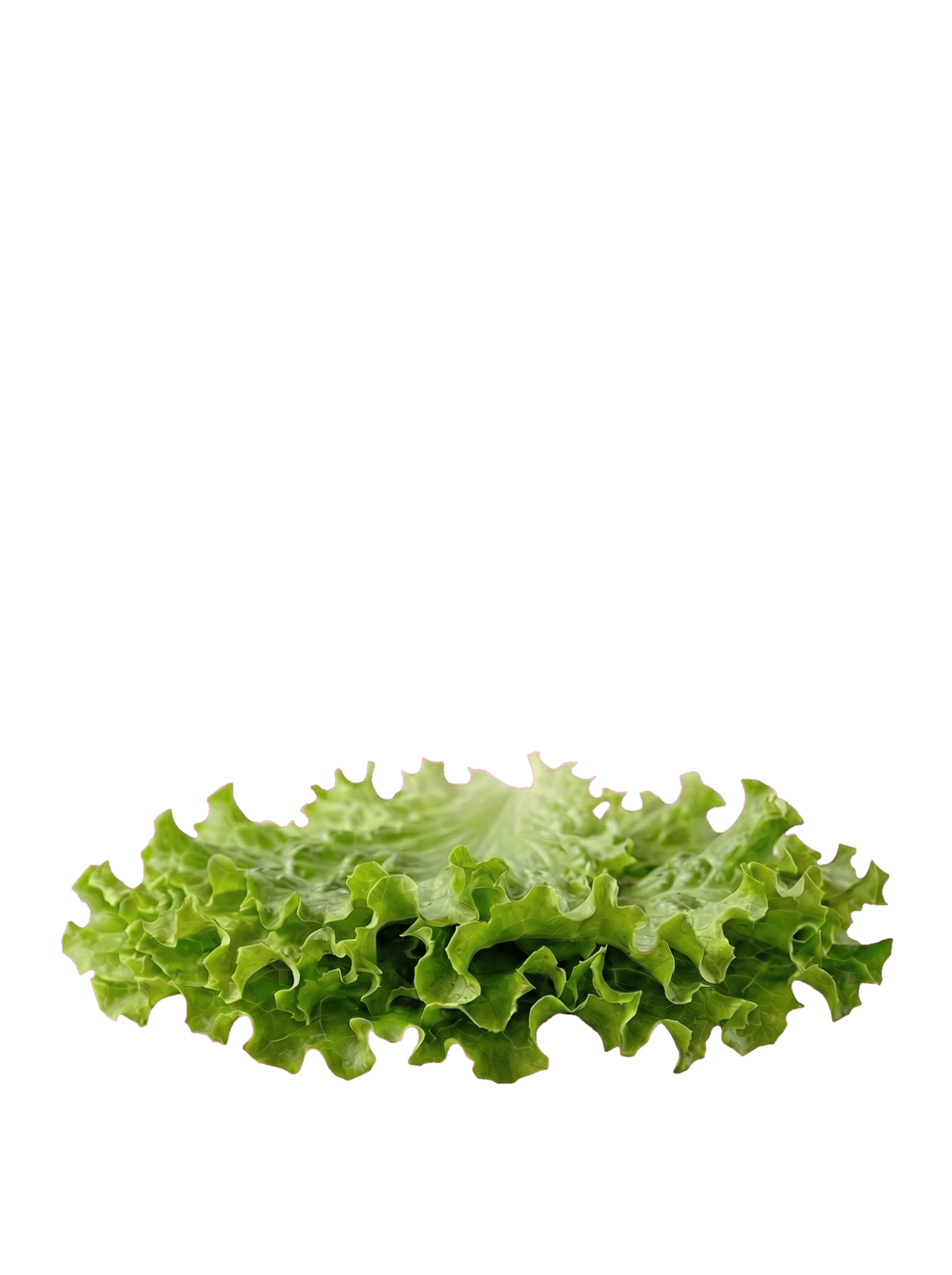 Lettuce